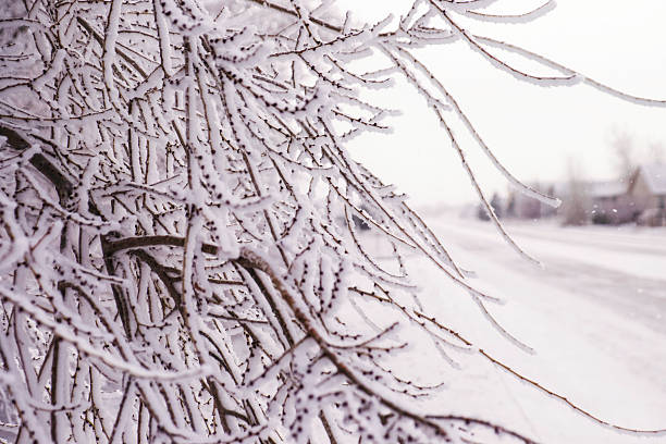 istock Picturesque snow storm with trees and homes 532953379