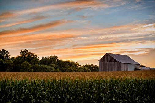 Corn Field with old barn in background at sunset. 