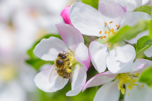Macro shot of a bee pollinating a sedum flower