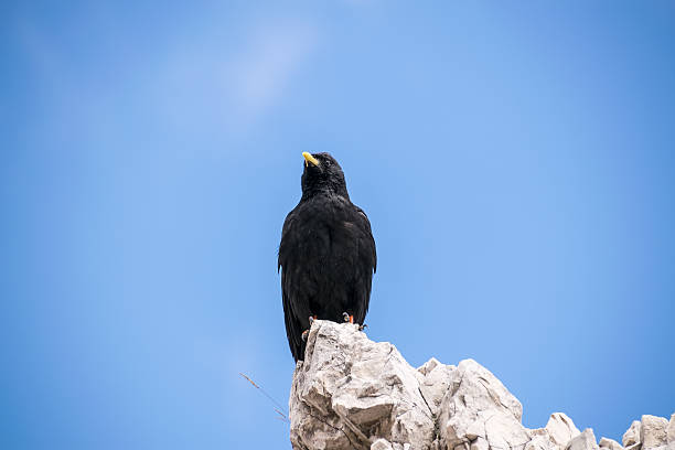 istock black raven sitting on rock in blue sky 532954290