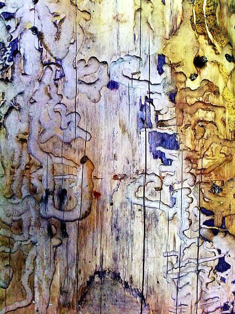 istock Bark of rotting stump 532955847