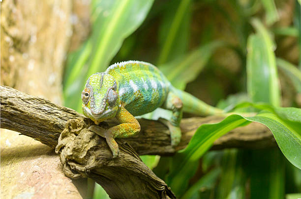 pantherchamäleon auf einem ast - chameleon africa rainforest leaf stock-fotos und bilder