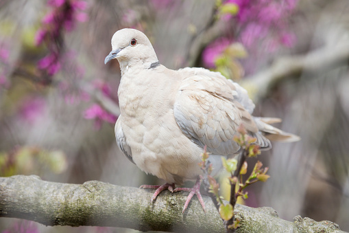 Eurasian collared dove, Streptopelia decaocto, perched on a branch of a peach tree in blossoms