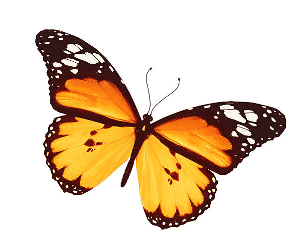 istock Yellow butterfly, isolated on white background 532956765