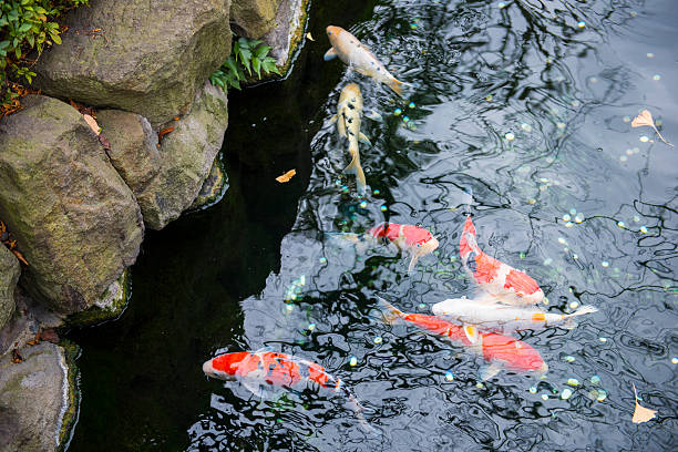 istock colorful koi fish in a pond at garden 532956800