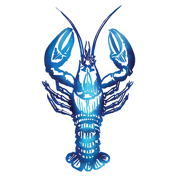 Vector lobster sketch. vector art illustration
