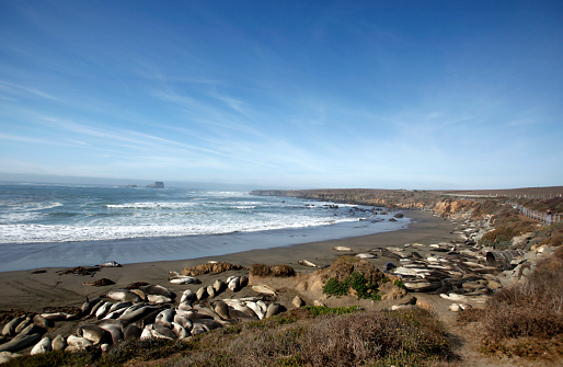 Elephant seals on a beach near San Simeon, California in mating season