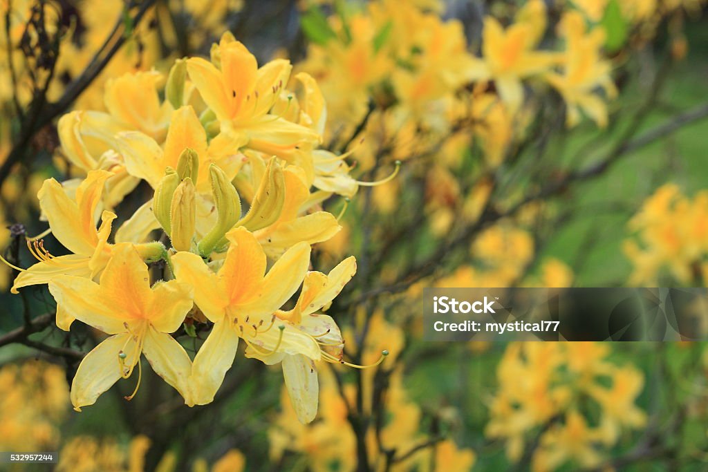 Foto de Flores Amarelas Azaléia e mais fotos de stock de Amarelo - Amarelo,  Azaléia, Arbusto - iStock