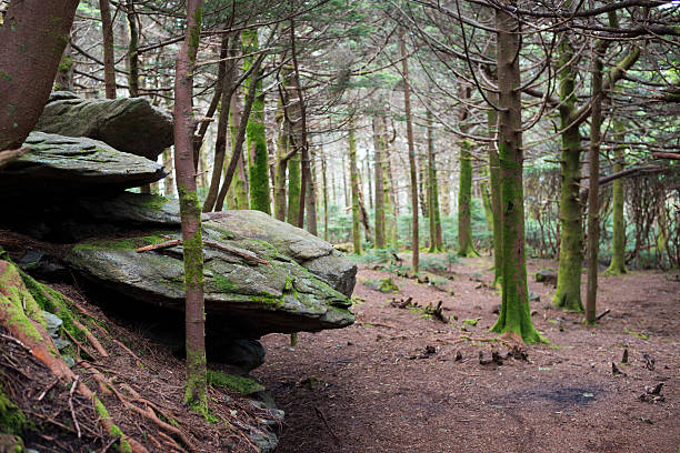 лес в roan плоскогорье - roan mountain state park стоковые фото и изображения