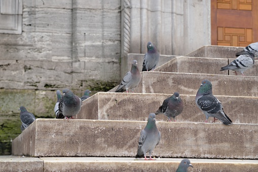 Wild pigeons on a staircase