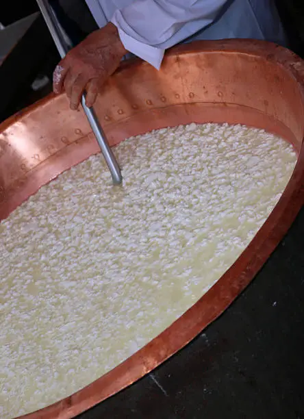 expert cheesemaker stirs the curds and milk into the big caldron to make cheese by hand
