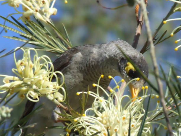 istock Noisy Miner eating nectar in yellow grevillea 532959318