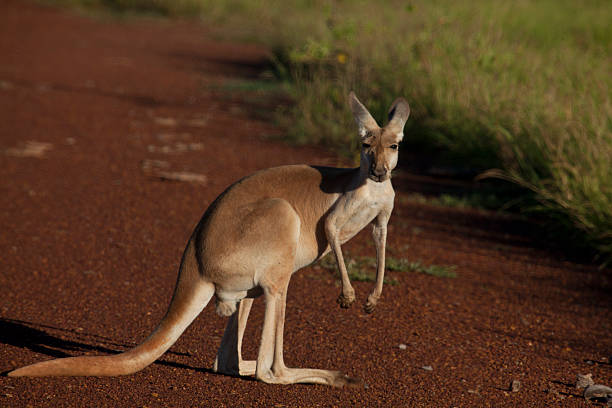 istock Wallaby on road in West Australia 532959379