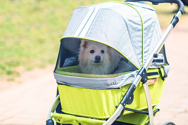 istock pet dog sitting in the stroller 532959438