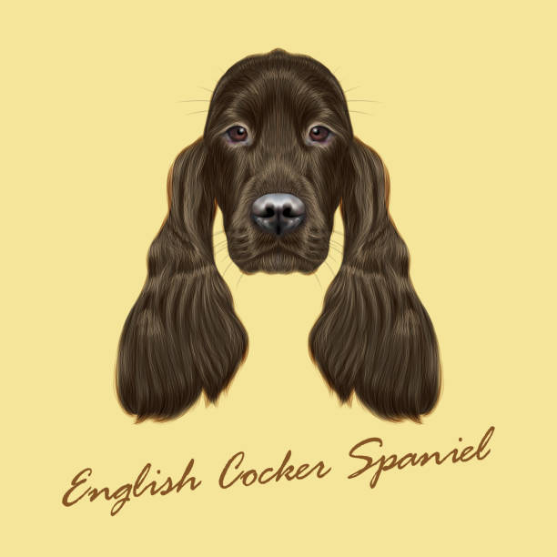 illustrations, cliparts, dessins animés et icônes de portrait de vecteur illustré setter gordon chien. - irish terrier terrier dog puppy