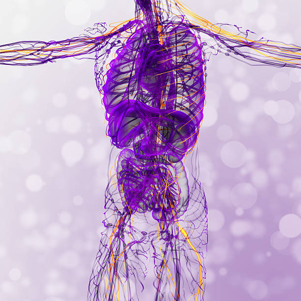 3 d render medizinische illustration der Axon-system – Foto