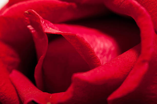 istock close up beautiful red rose,valentine's day 532960233
