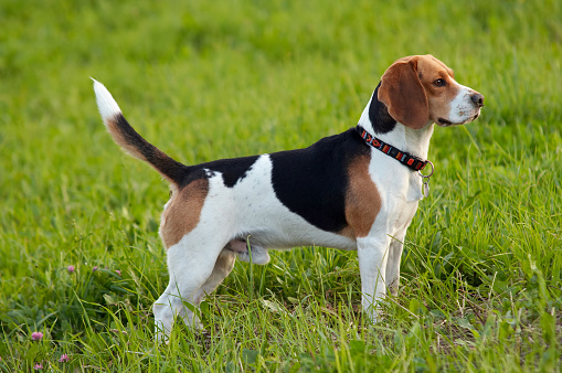 Image of the English Beagle on the meadow