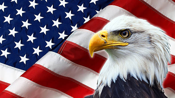 istock North American Bald Eagle on American flag 532961115