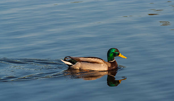 istock Floating on the lake duck 532961172