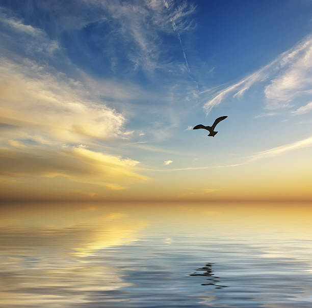 istock Beautiful seascape. Sunset and flying seagull 532962216