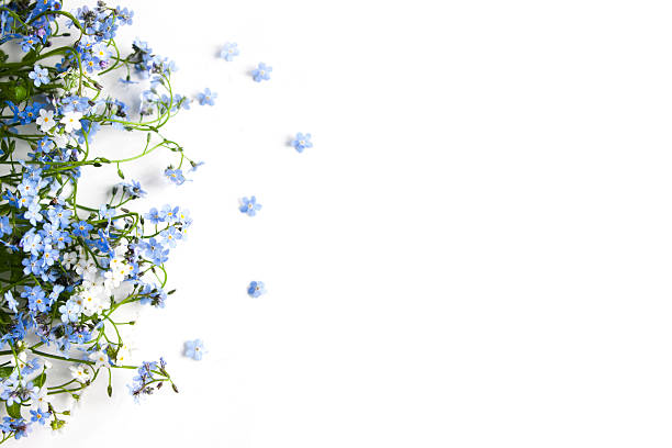 istock Forget-me-not blue forest flowers - nature background 532962312