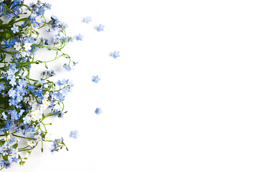 Forget me not blue forest flowers - nature background.