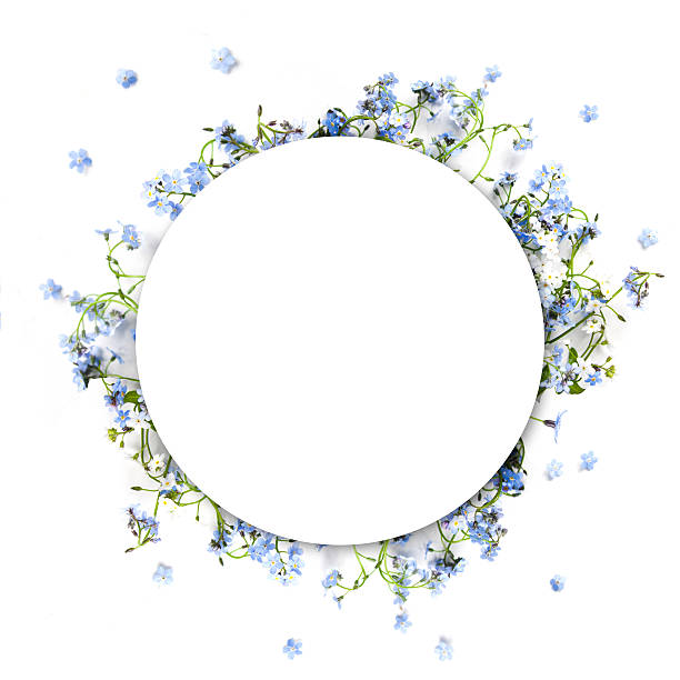 Forget-me-not blue forest flowers - nature circle background stock photo