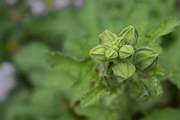 istock Green Buds in Early Summer 532963550