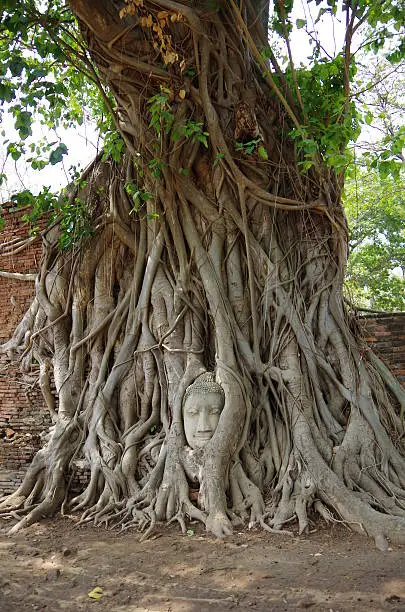 Photo of Buddha head in tree roots