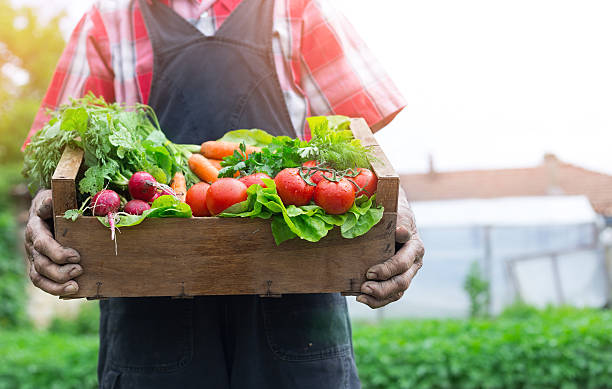 istock Hands holding a grate full of fresh vegetables 532967816