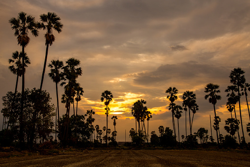 Landscape during sunset in nature and silhouette sugar palm trees