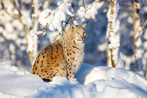 Close-up of lynx cat resting in the winter sun European lynx cat sits in cold winter landscape. Rests in the warmth of the sun. nature scandinavian culture lynx undomesticated cat stock pictures, royalty-free photos & images