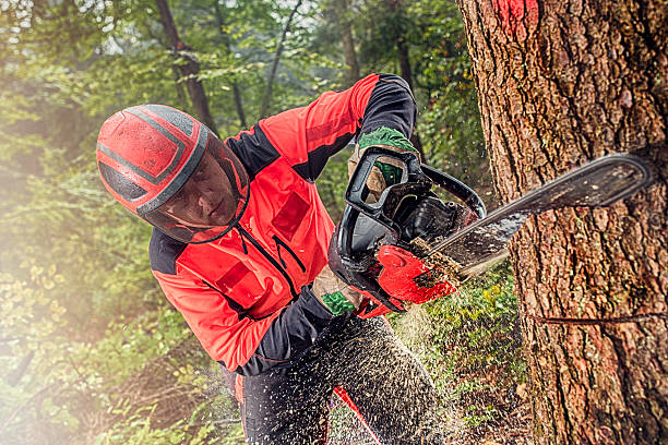 Lumberjack at work Man using chainsaw while cutting tree in forest. deforestation photos stock pictures, royalty-free photos & images