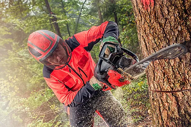 Man using chainsaw while cutting tree in forest.