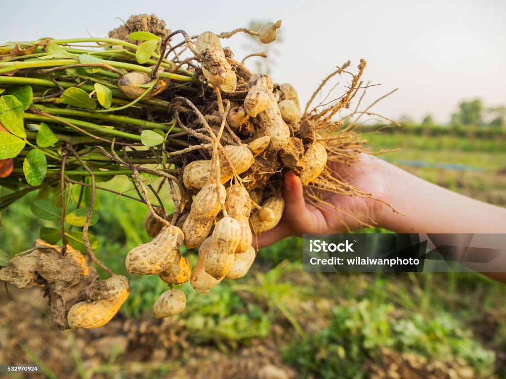 Peanut Plants Images – Browse 27,874 Stock Photos, Vectors, and