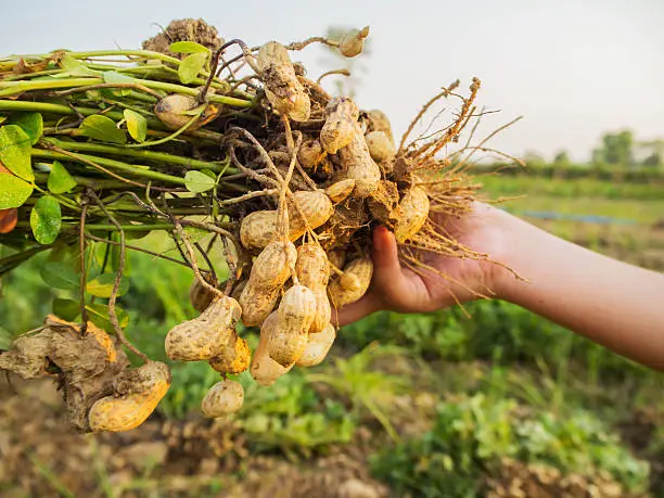 farmer harvest peanut on agriculture plantation., Fresh peanut, fresh peanuts plants with roots.
