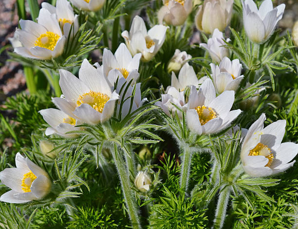 istock White flowers a pasqueflower n a garden. 532971112