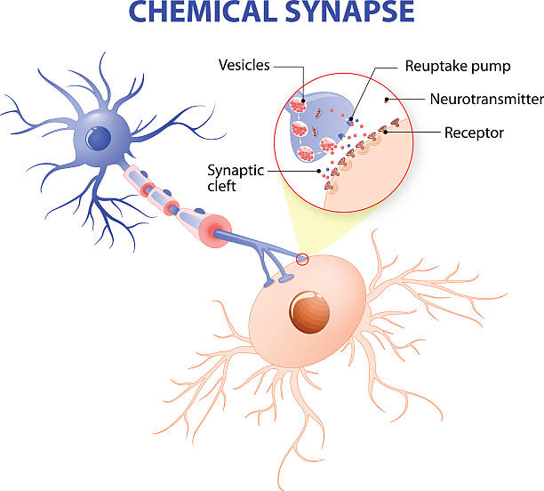 ilustrações, clipart, desenhos animados e ícones de estrutura de um típico sinapse. neurotransmissor mecanismos de liberação de produtos químicos - esquema de neurónios