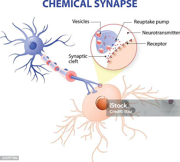 Structure Of A Typical Chemical Synapse Neurotransmitter Release Structure Of A Typical Chemical Synapse Neurotransmitter Release
