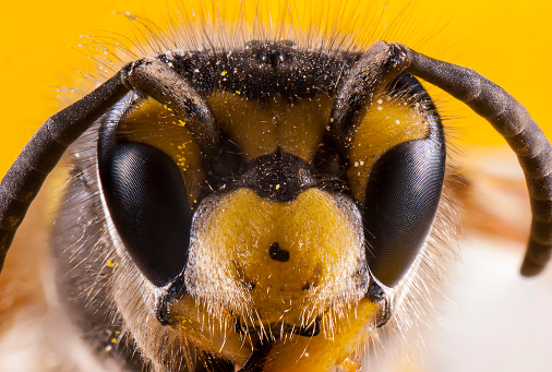 Bees close up face shot. Stack image.