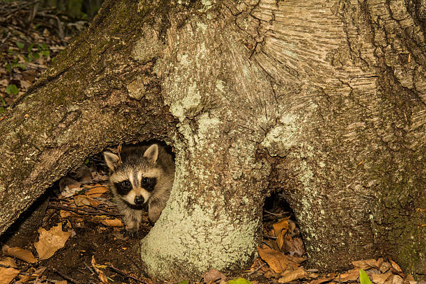 istock Baby Raccoon 532975994
