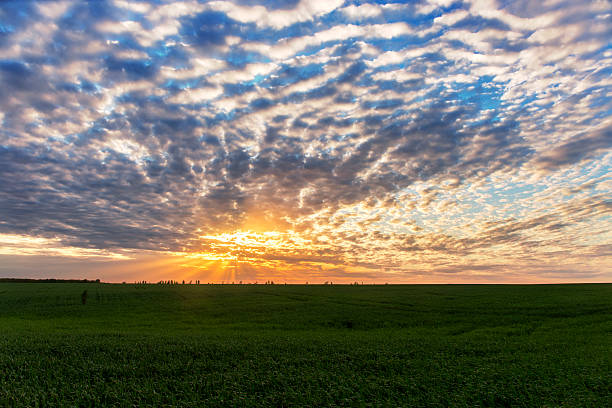 istock sunset over the green field. 532976206