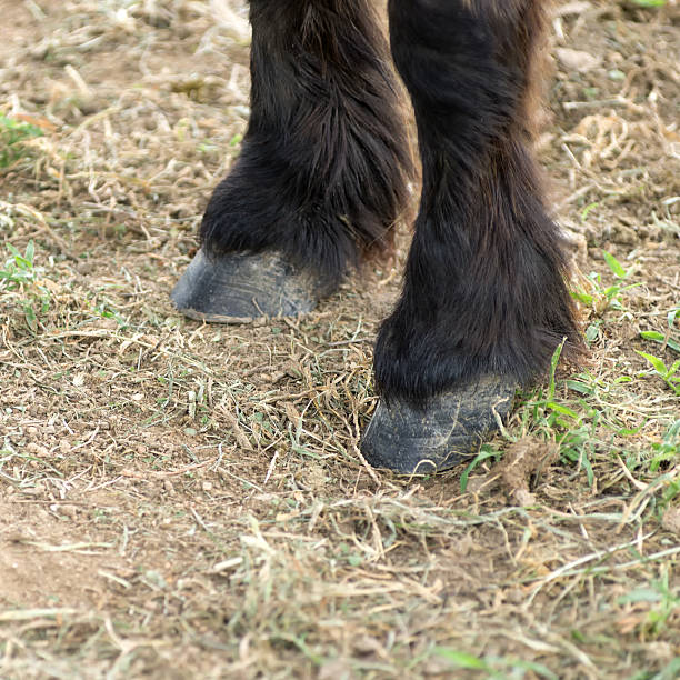 istock horses hooves and legs 532976318