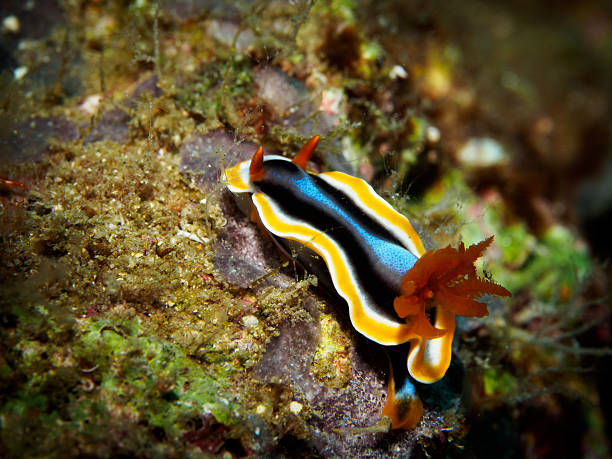 istock Nudibranch On Rock In Sea 532976786