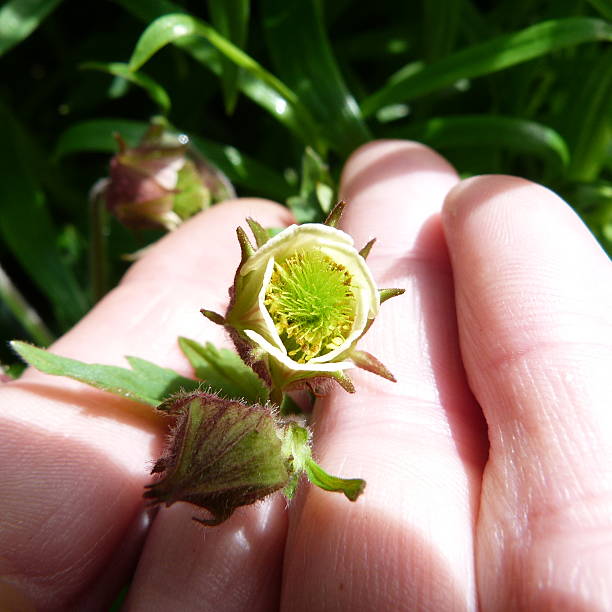 istock Wood avens in a gardener's hand 532977140