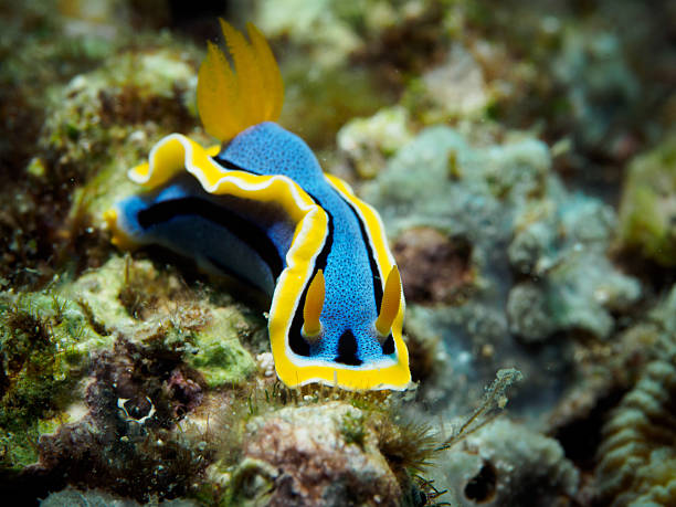 istock Chromodoris annae nudibranch - sea slug 532977668