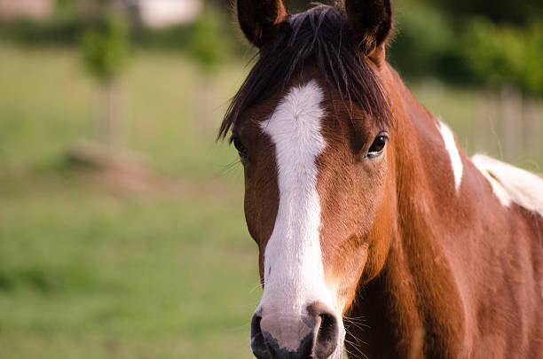 A portrait of red horse