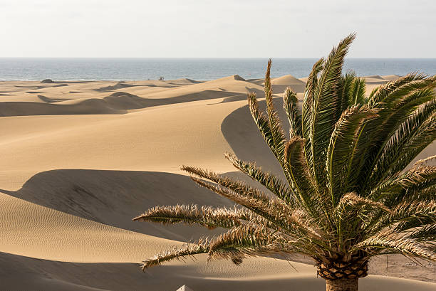 istock Desert with sand dunes in Gran Canaria, Spain 532979392