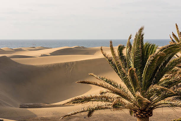 istock Desert with sand dunes in Gran Canaria, Spain 532979834